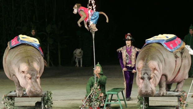 Video: Un circo sin animales, ¿irías?