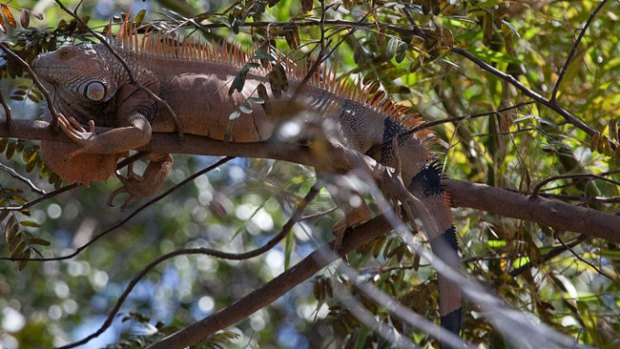 Video: Ante la escasez, a comer iguanas