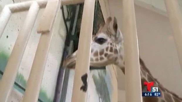 Video: Jirafa patea con furia a mujer en la cara