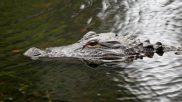 Video: Lagarto brinca sobre canoa, ataca joven