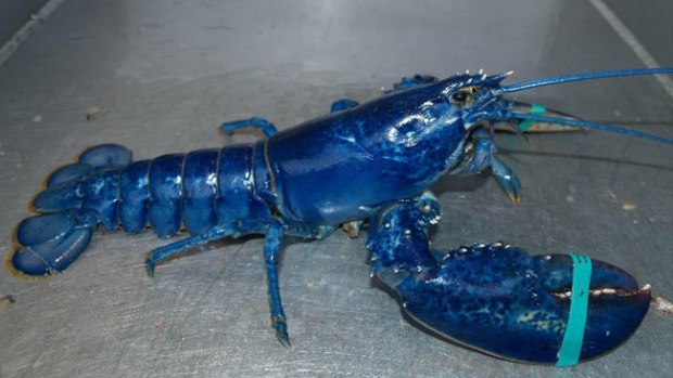 Video: Encuentran rara langosta azul en Maine
