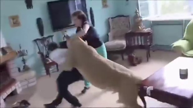 Video: Leona "doméstica" ataca sin piedad
