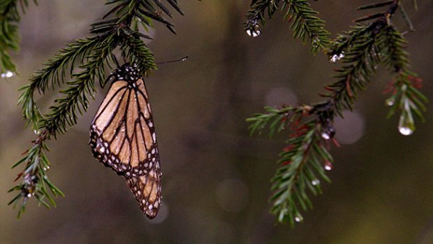 Video: Anticipan ascenso de mariposa monarca