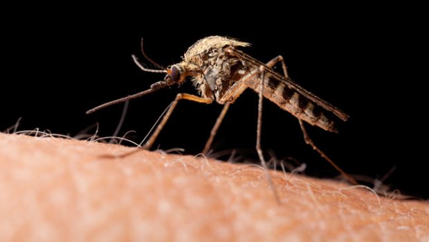 Video: Aumentan casos de dengue en México