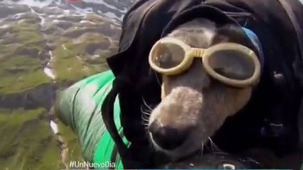 Video: Perro se lanza al vacío en paracaídas