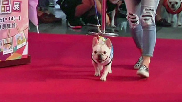 Video: Perros mundialistas se lucen en pasarela