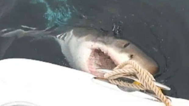 Video: Tiburones sacan los dientes en NY
