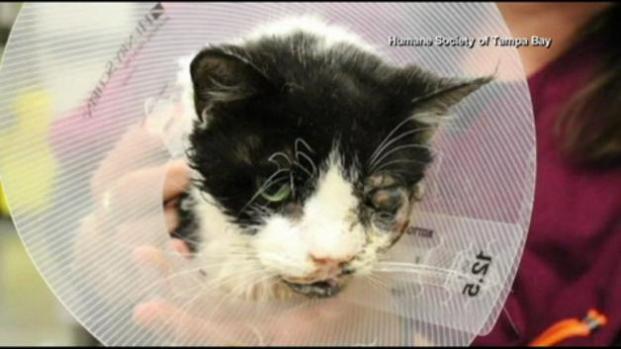 Vídeo: ¡Un gato regresa de la tumba!