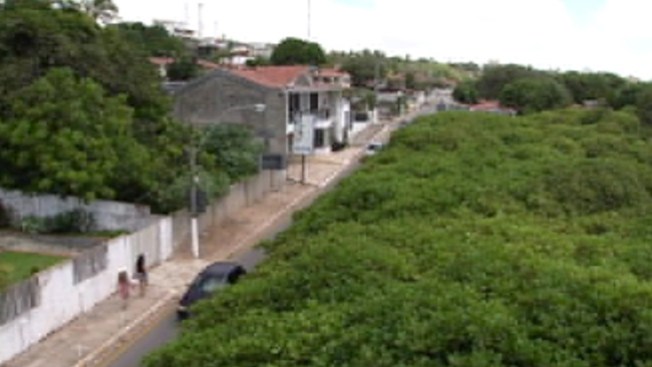 El árbol gigantesco de marañón en Brasil